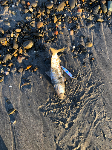 コノシロの釣果