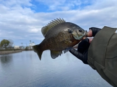 ブルーギルの釣果