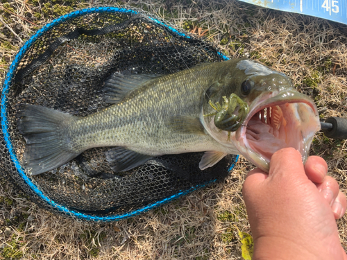 ラージマウスバスの釣果