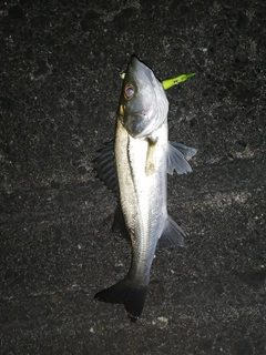 フッコ（マルスズキ）の釣果