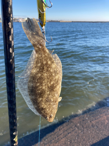 ヒラメの釣果