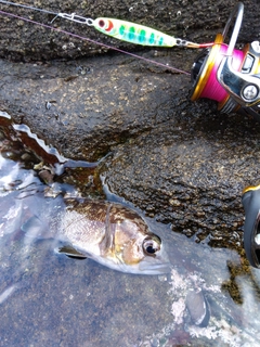 アブラコの釣果