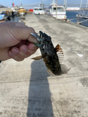 アナハゼの釣果