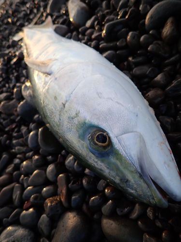 メジロの釣果