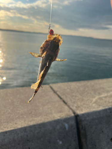 タケノコメバルの釣果