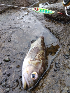 アブラコの釣果