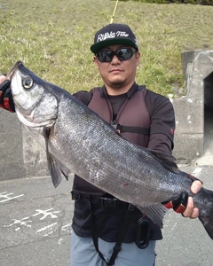 ヒラスズキの釣果