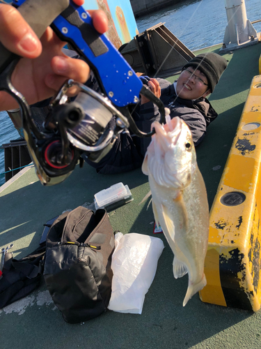 ニベの釣果