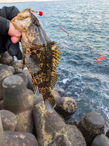 タケノコメバルの釣果