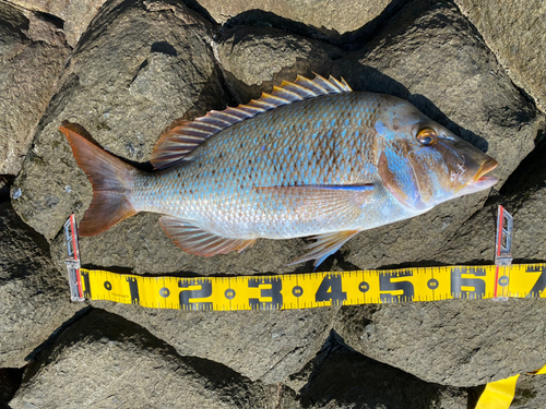 タマンの釣果