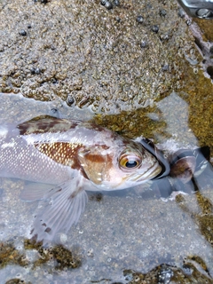 アブラコの釣果