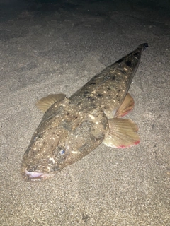 マゴチの釣果