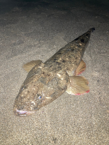 マゴチの釣果