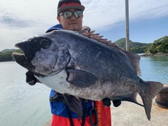 イシダイの釣果