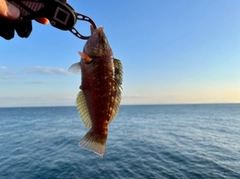 ホシササノハベラの釣果