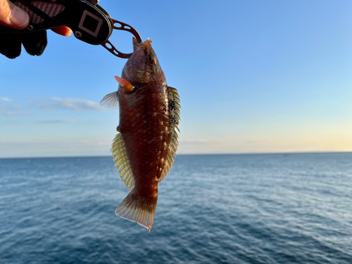 ホシササノハベラの釣果