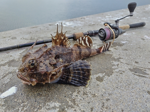 オニカジカの釣果