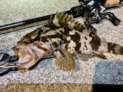 タケノコメバルの釣果