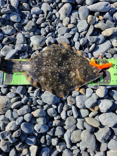 マツカワの釣果