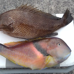 オオモンハタの釣果