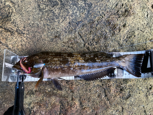 アイナメの釣果