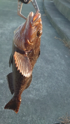 アイナメの釣果