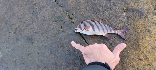 タカノハダイの釣果