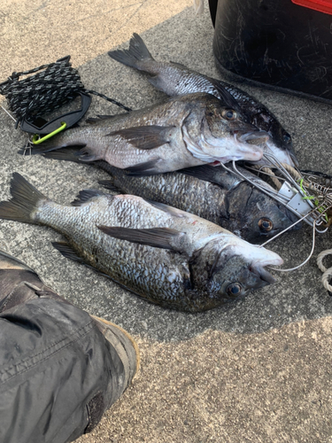 クロダイの釣果