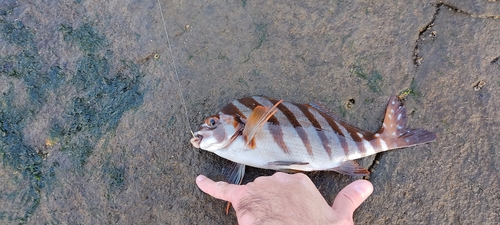 タカノハダイの釣果