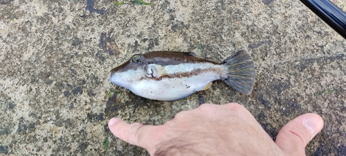 キタマクラの釣果