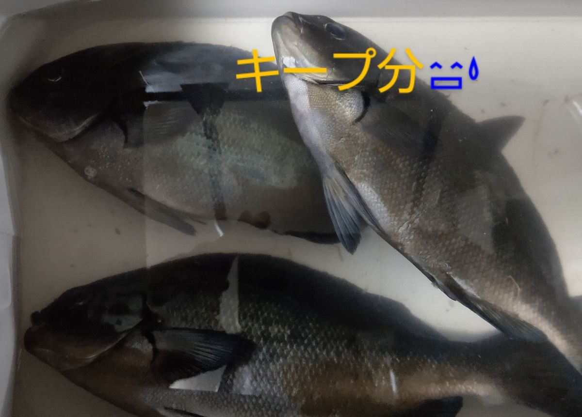 間瀬さんの釣果 3枚目の画像