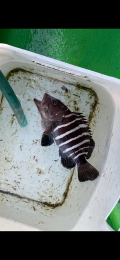 マハタの釣果