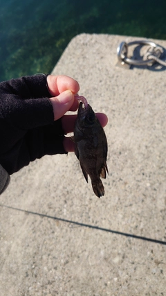 タケノコメバルの釣果