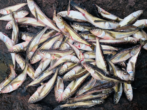 ハタハタの釣果