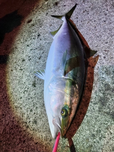 ブリの釣果