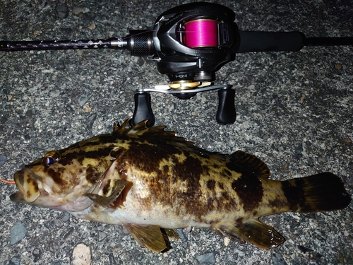 タケノコメバルの釣果