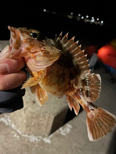 アラカブの釣果