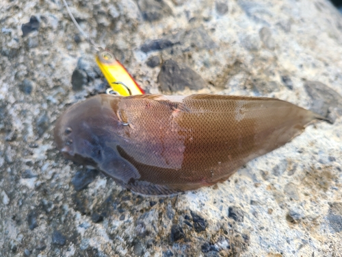 シタビラメの釣果