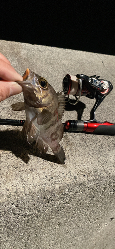 メバルの釣果