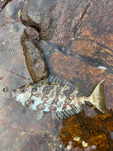 バリの釣果