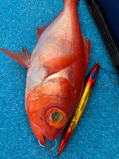 キンメダイの釣果