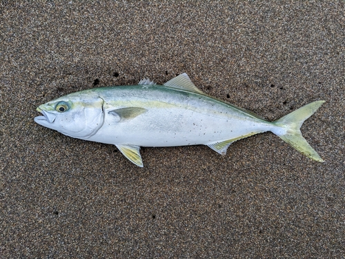 イナダの釣果