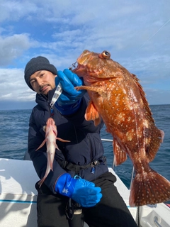 ウッカリカサゴの釣果