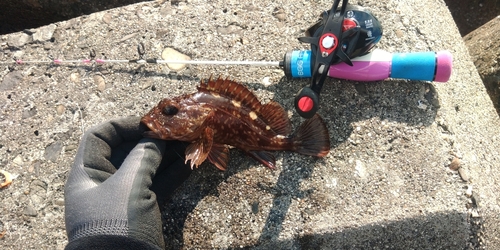 カサゴの釣果