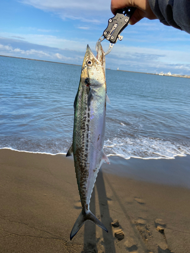 サゴシの釣果