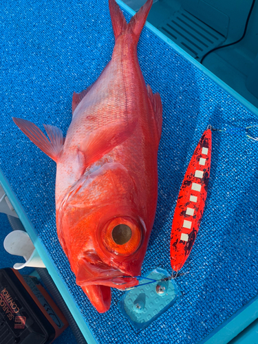 キンメダイの釣果