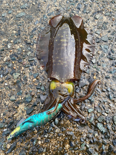 アオリイカの釣果