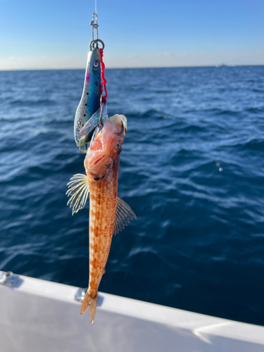 エソの釣果