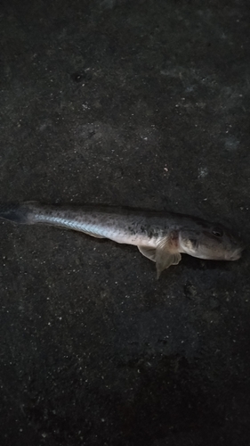 ウロハゼの釣果