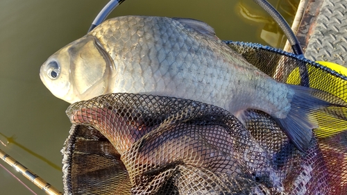 ヘラブナの釣果